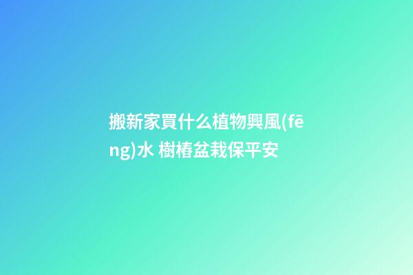 搬新家買什么植物興風(fēng)水 樹樁盆栽保平安